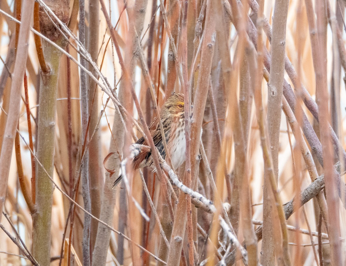 Savannah Sparrow - ML618029667