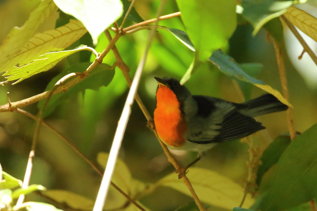 Flame-throated Warbler - Brian Gibbons
