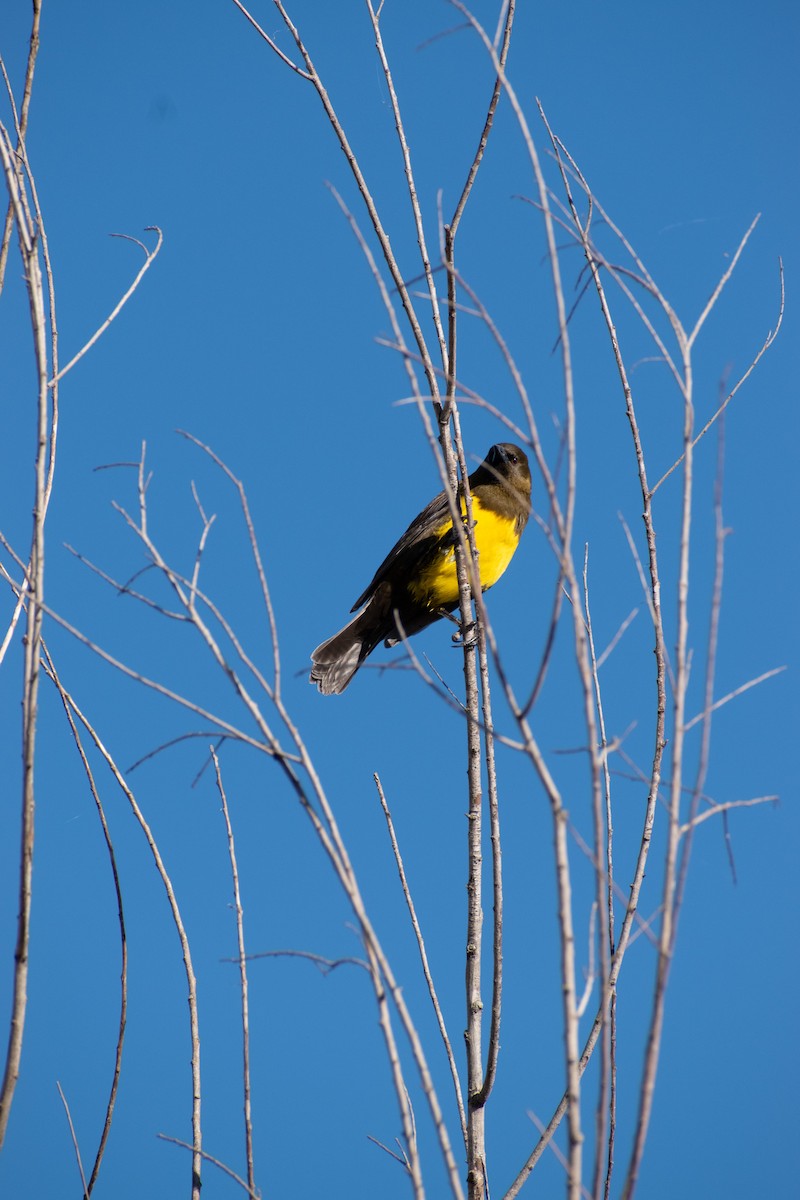 Brown-and-yellow Marshbird - ML618029682