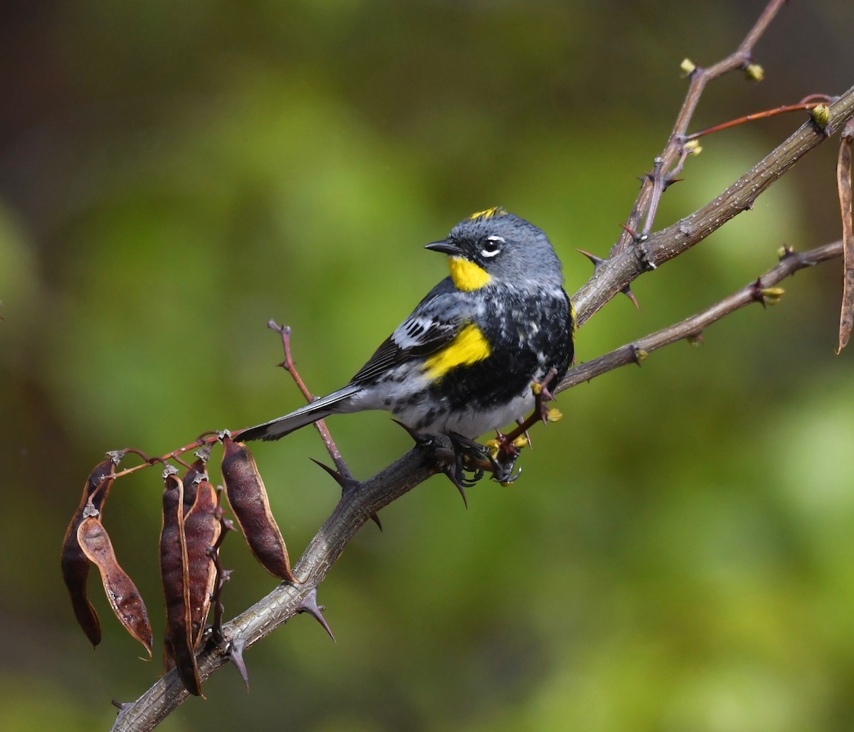 Yellow-rumped Warbler (Audubon's) - ML618029683