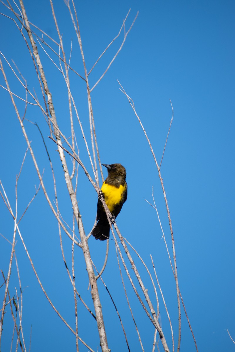 Brown-and-yellow Marshbird - Juan Ignacio Gonzalez Santamaria
