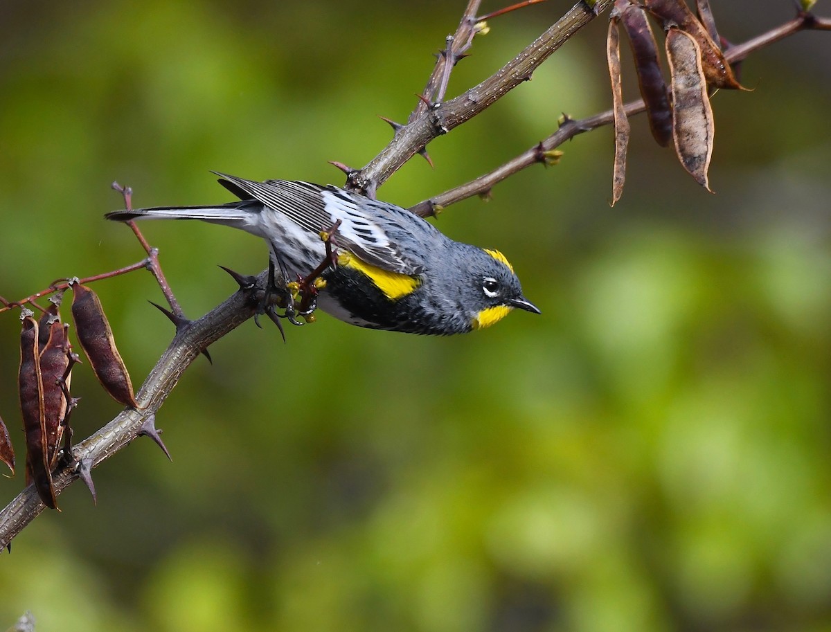 Yellow-rumped Warbler (Audubon's) - ML618029686