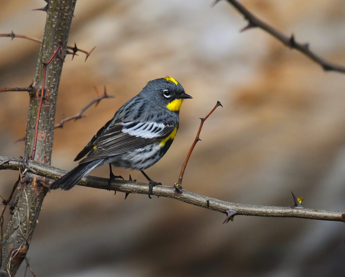 Yellow-rumped Warbler (Audubon's) - ML618029687