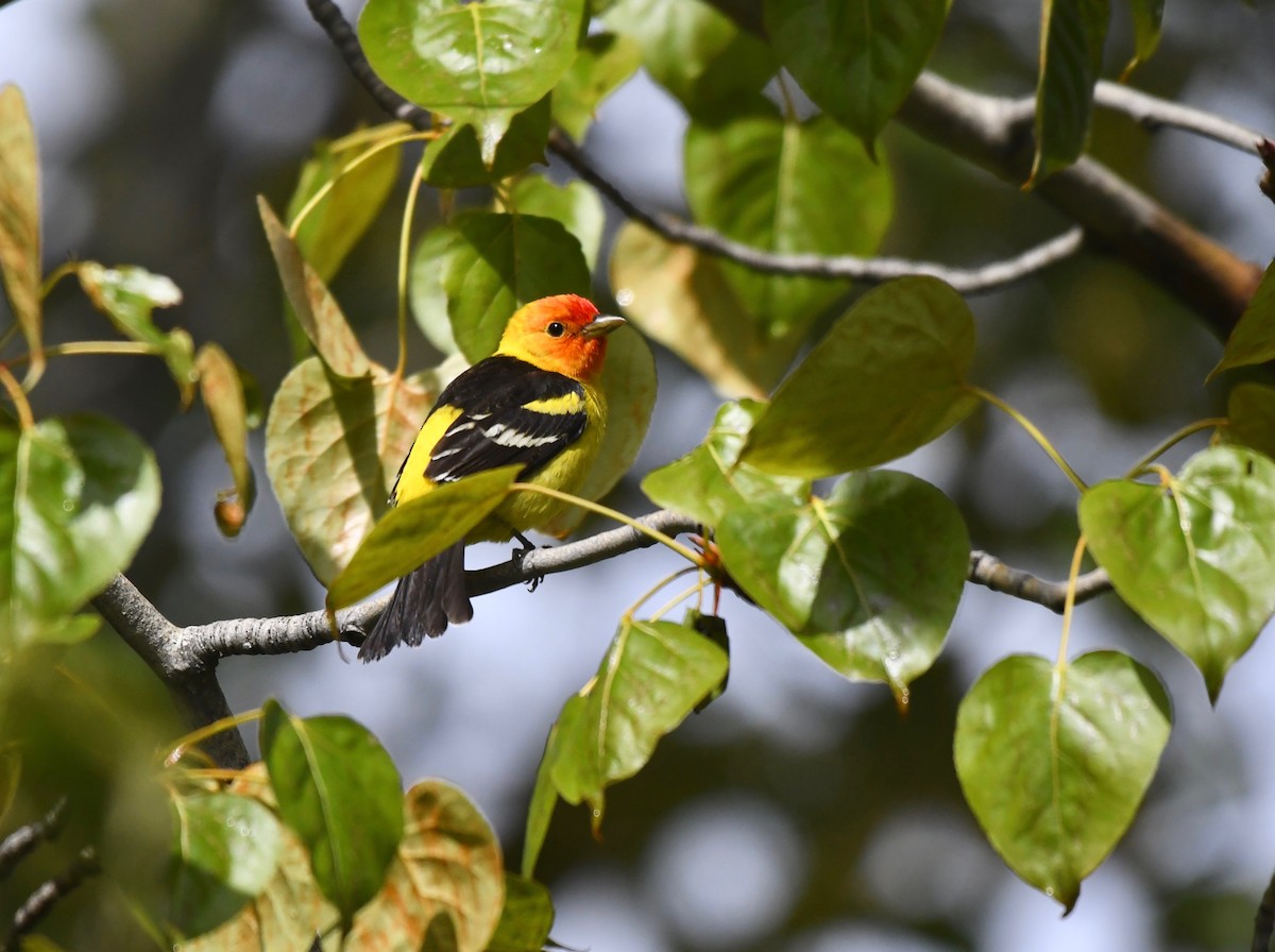 Western Tanager - ML618029700