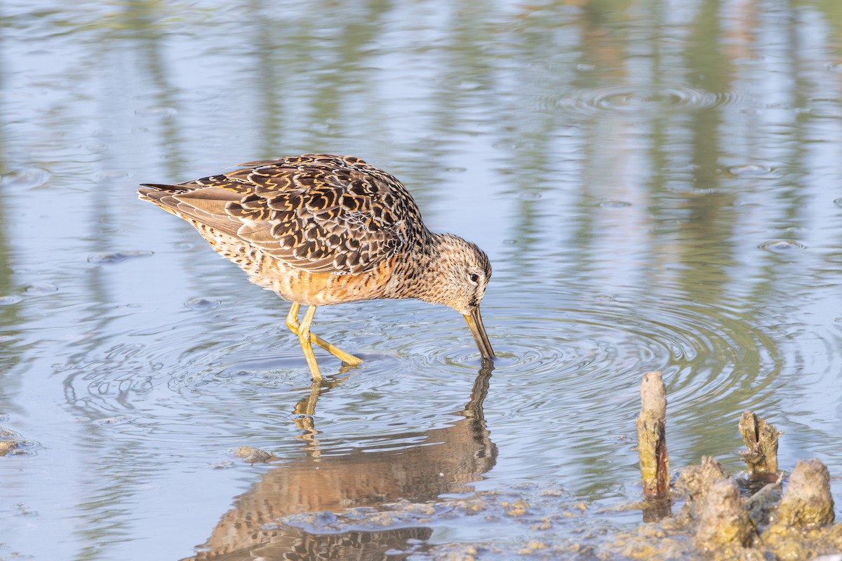 Long-billed Dowitcher - Michael Henry