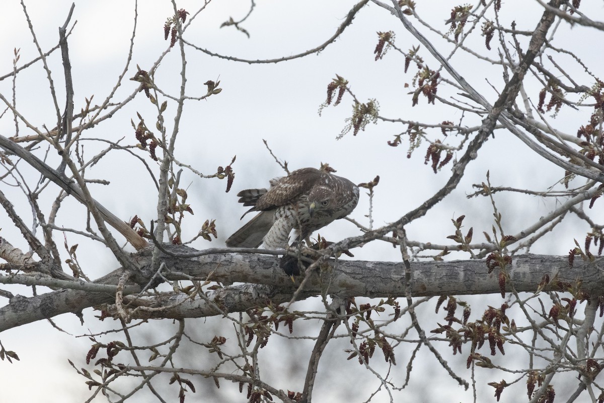 Red-tailed Hawk - ML618029772
