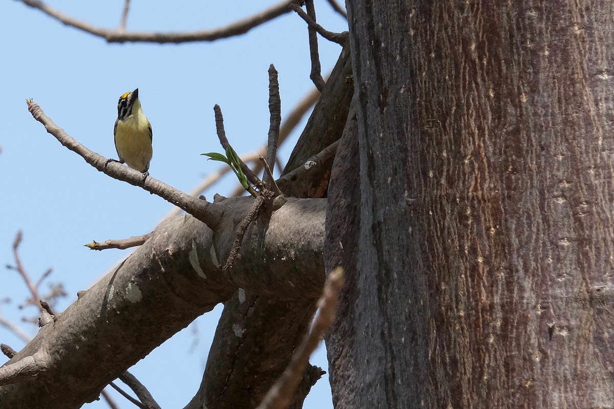 Yellow-fronted Tinkerbird - ML618029797