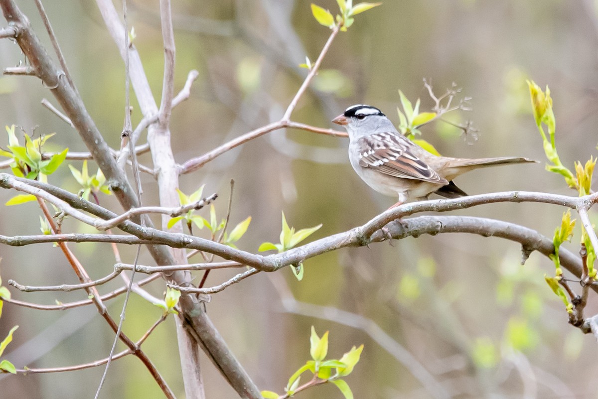 White-crowned Sparrow - ML618029839
