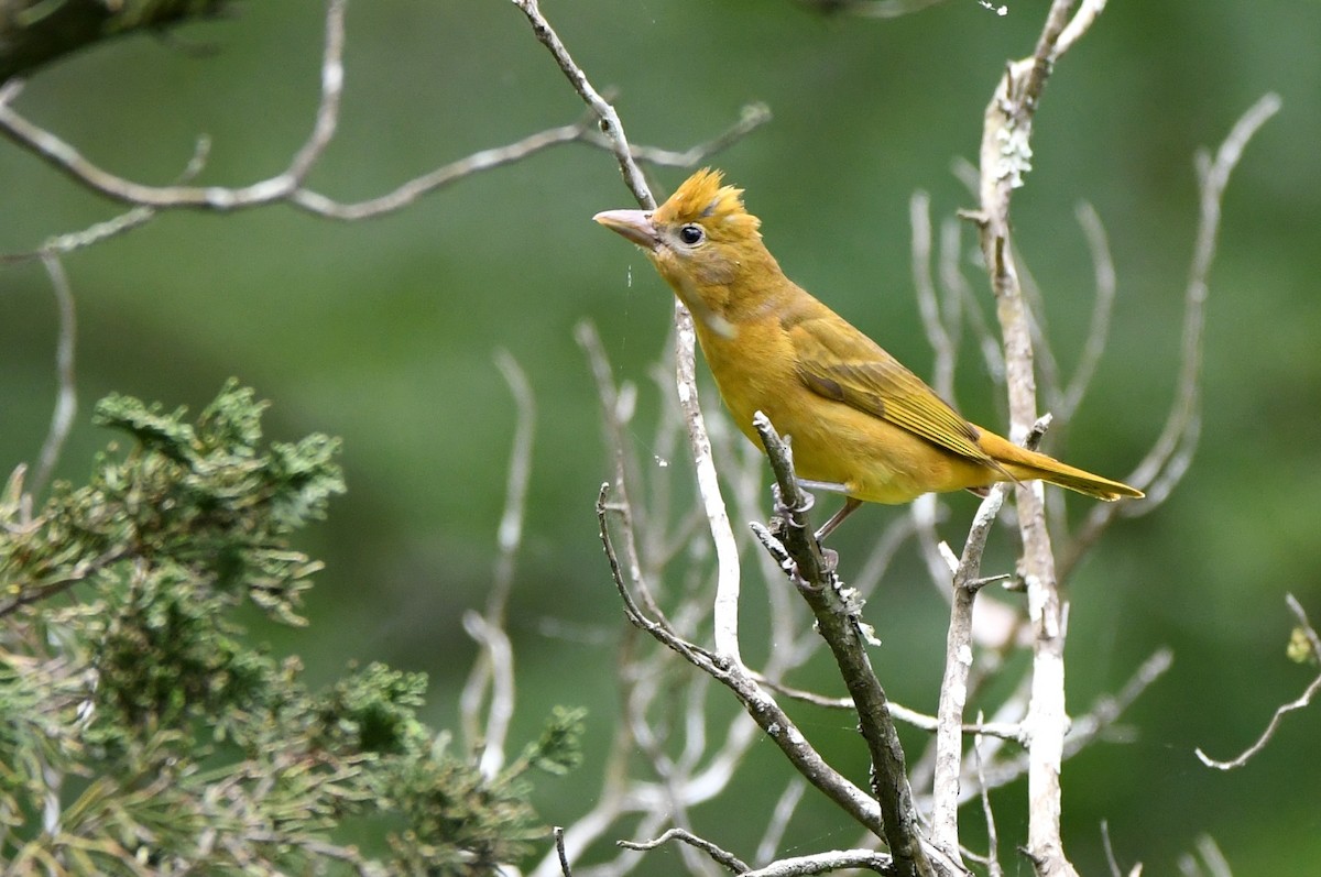 Summer Tanager - Kevin Smith