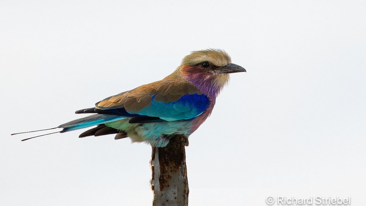 Lilac-breasted Roller - Richard Striebel