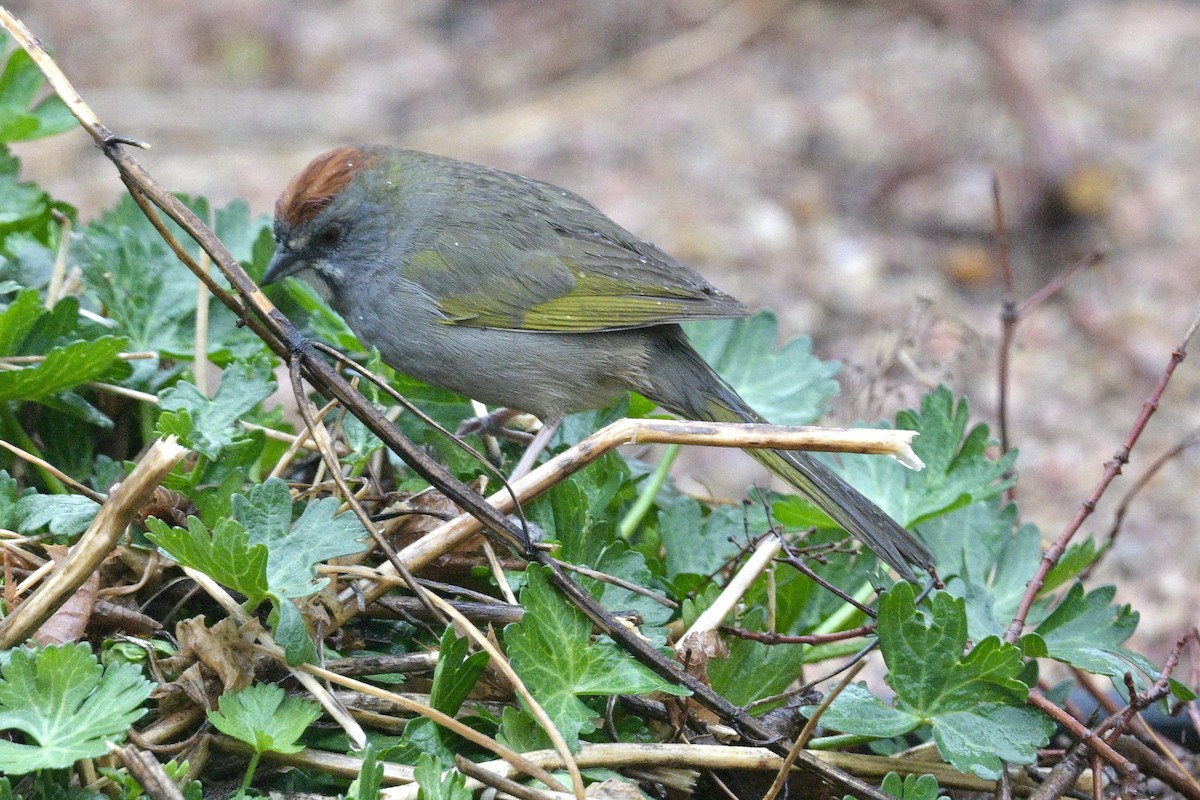 Green-tailed Towhee - Laurie Kleespies