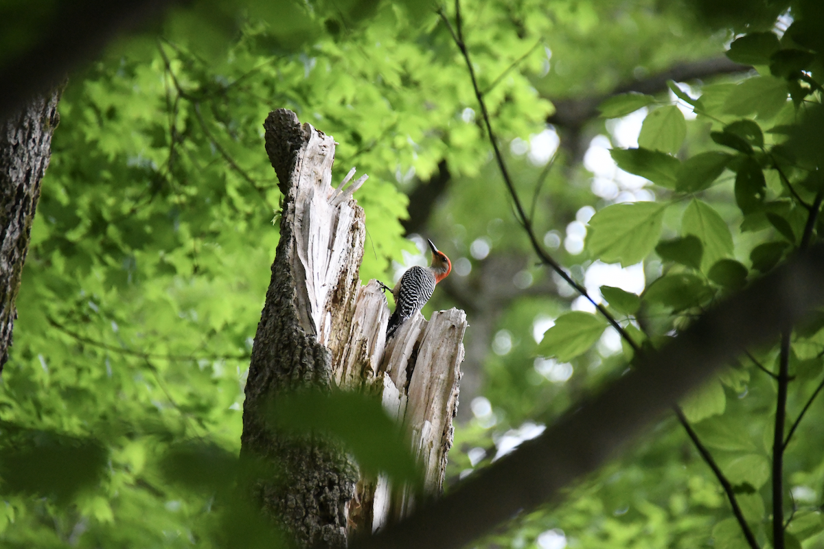 Red-bellied Woodpecker - ML618029876