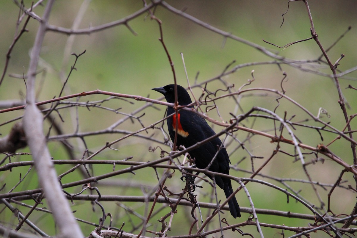 Red-winged Blackbird - ML618029881