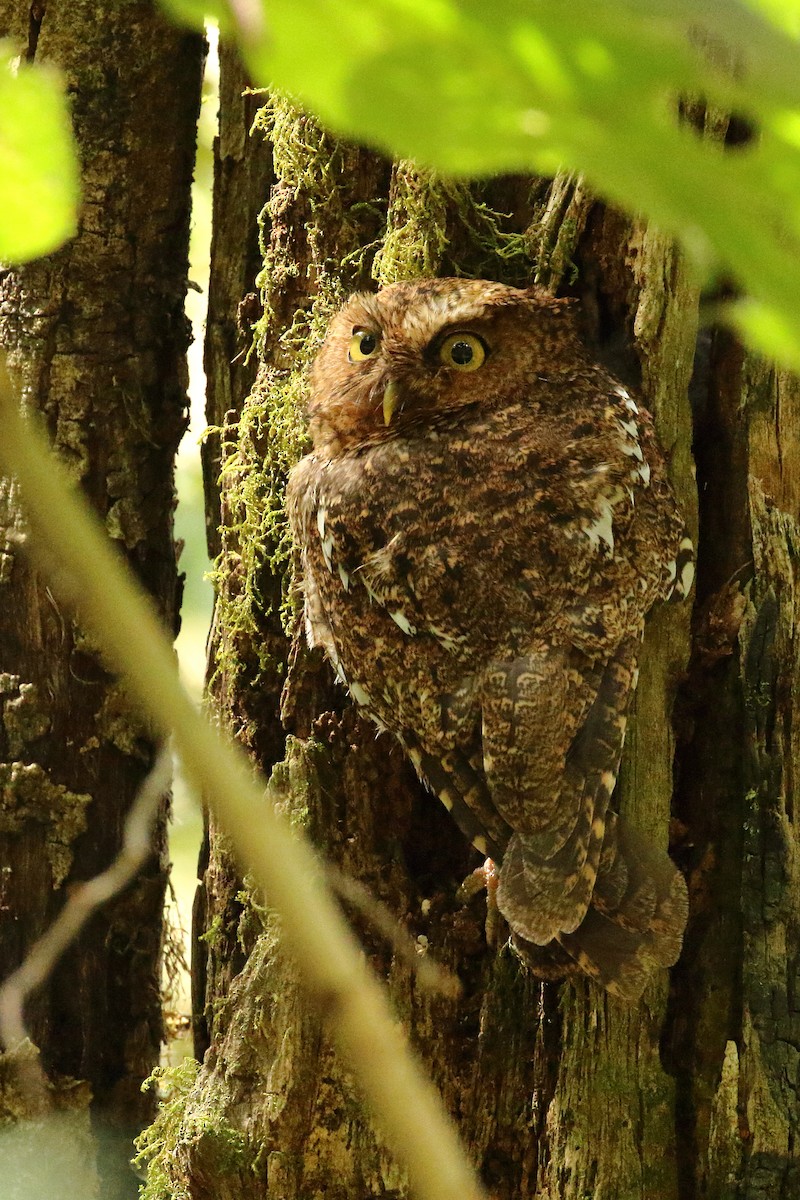 Bare-shanked Screech-Owl - ML618029924