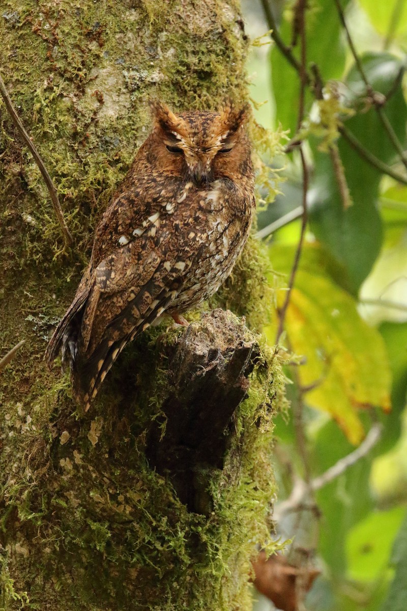 Bare-shanked Screech-Owl - ML618029928