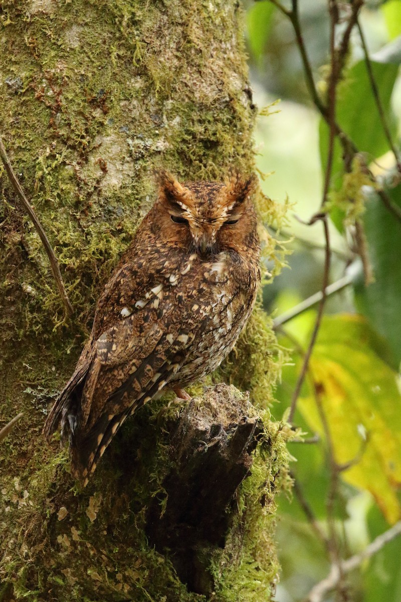 Bare-shanked Screech-Owl - ML618029932