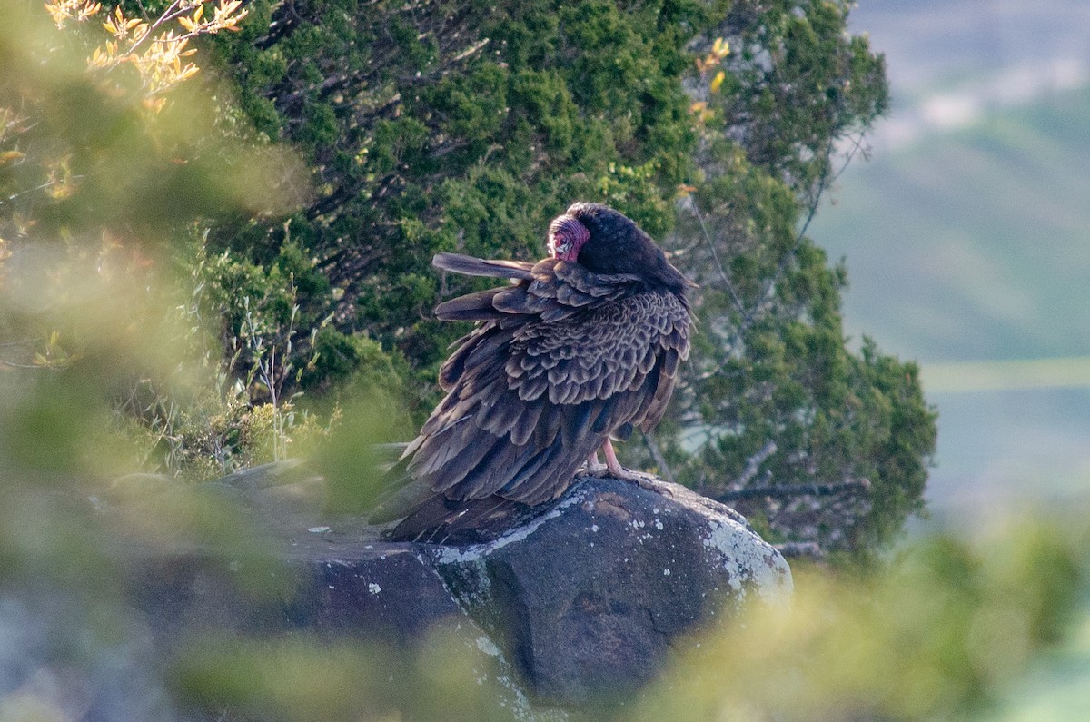 Turkey Vulture - ML618029938