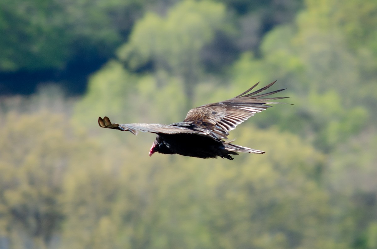 Turkey Vulture - Alison Robey