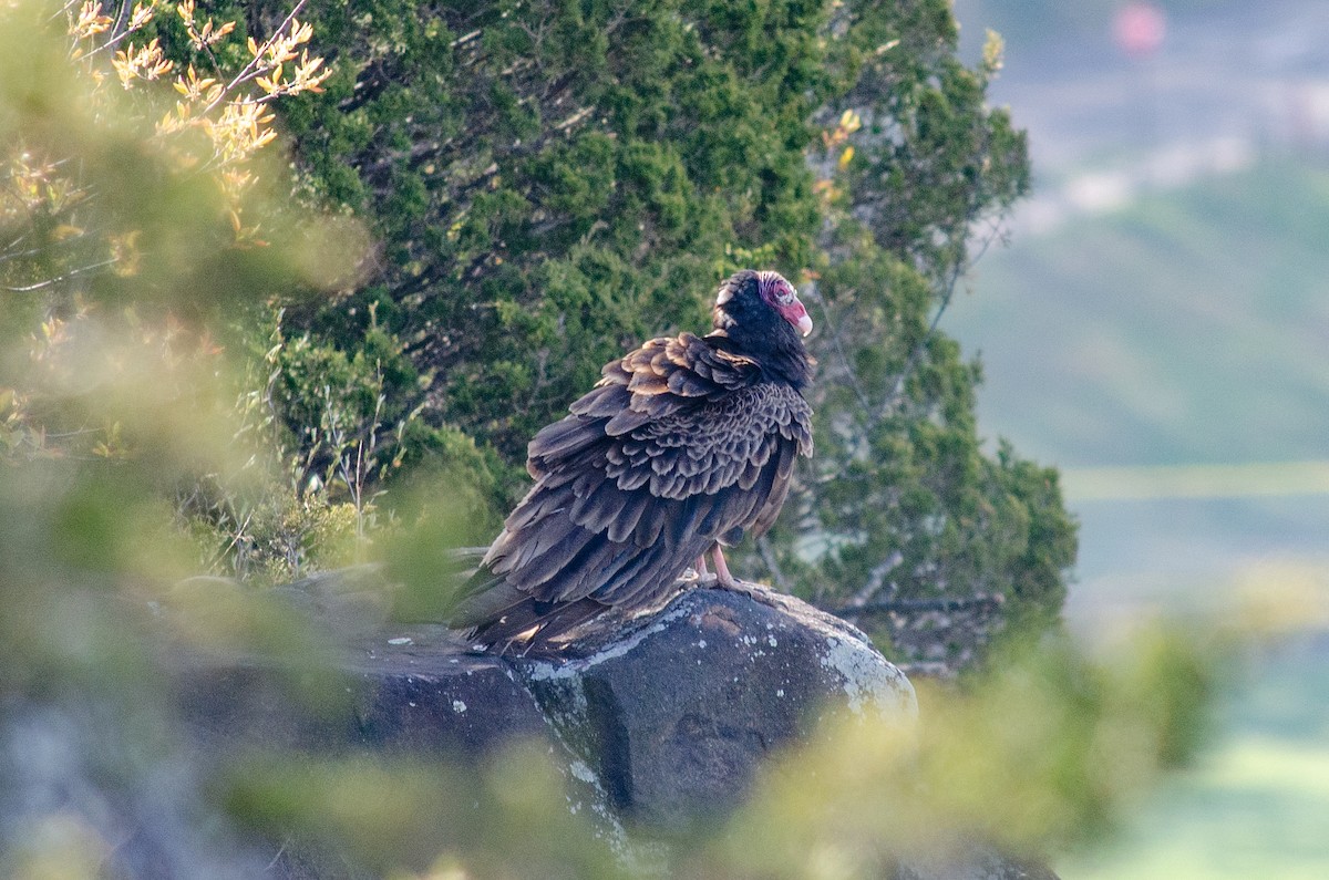 Turkey Vulture - ML618029940