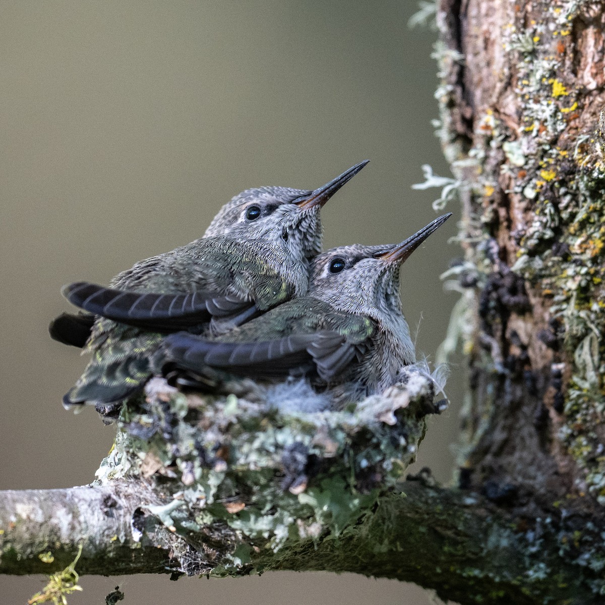 Anna's Hummingbird - Steve Pearl