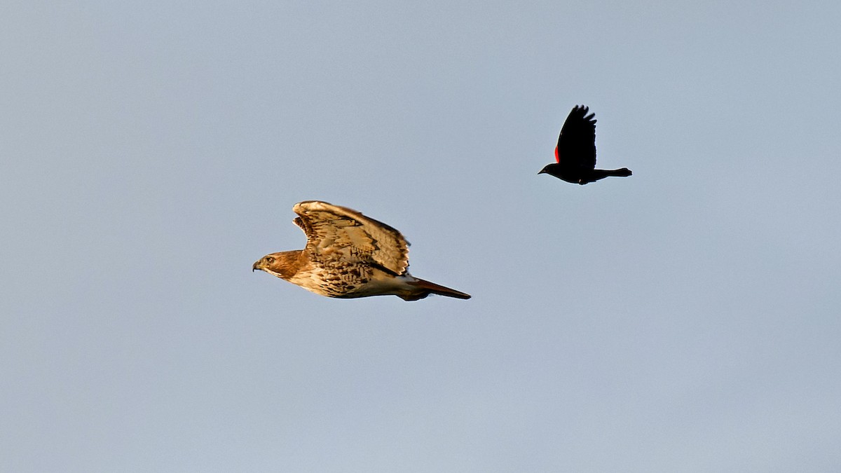 Red-tailed Hawk - ML618029986