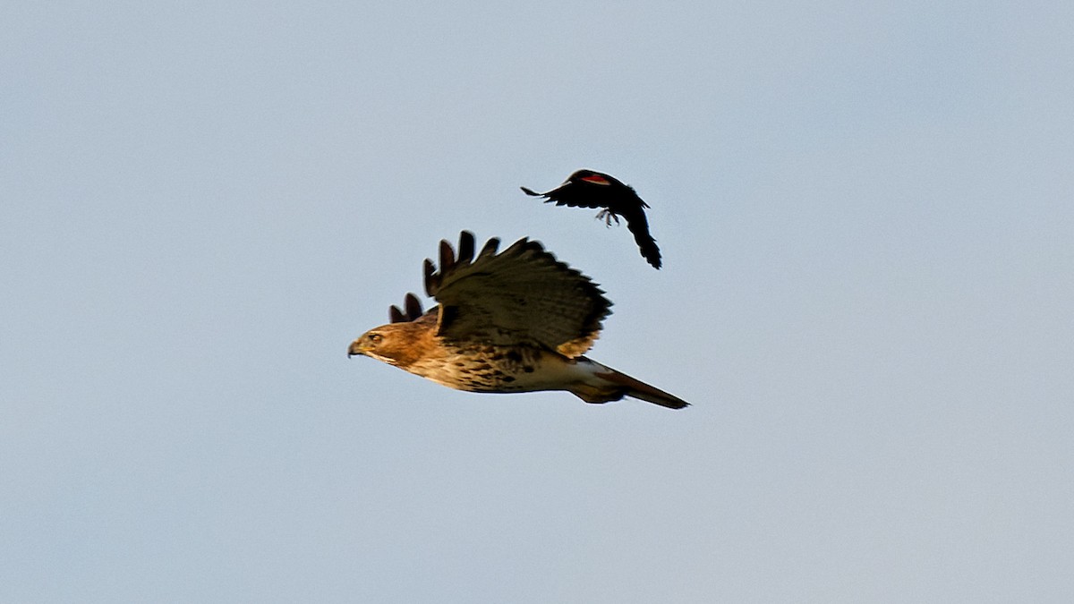 Red-tailed Hawk - Craig Becker