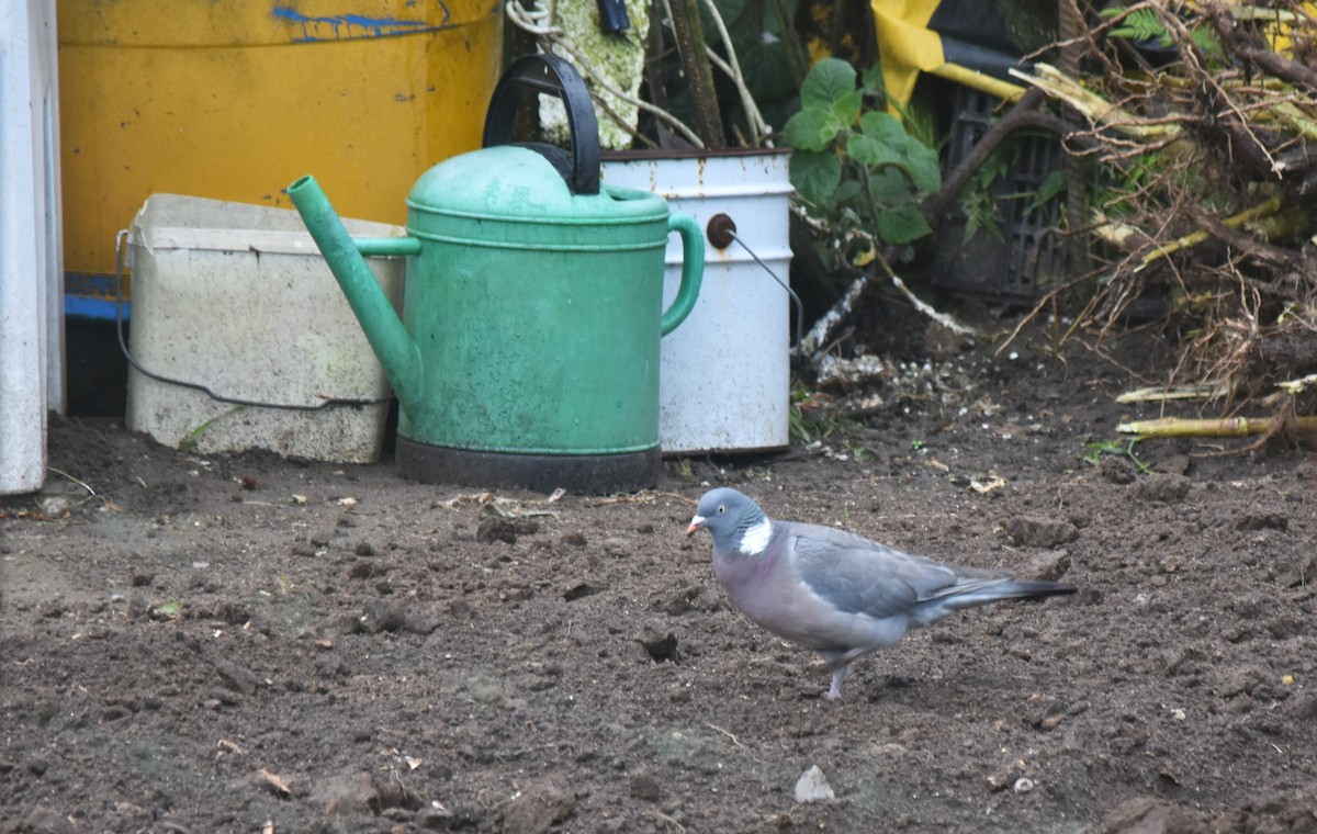Common Wood-Pigeon - ML618029989