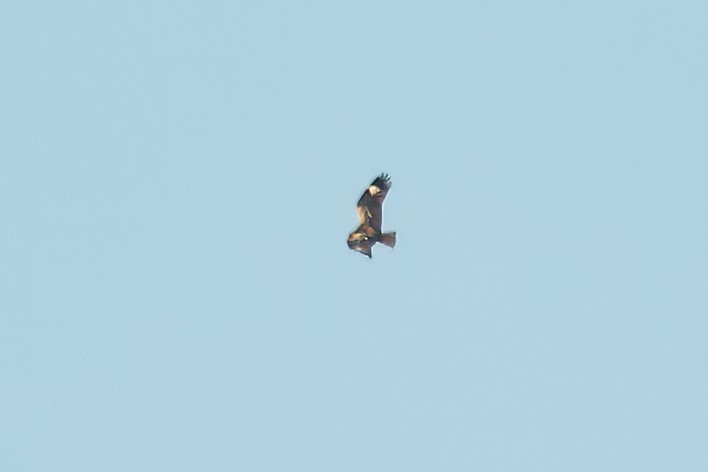 Black-breasted Kite - ML618029999