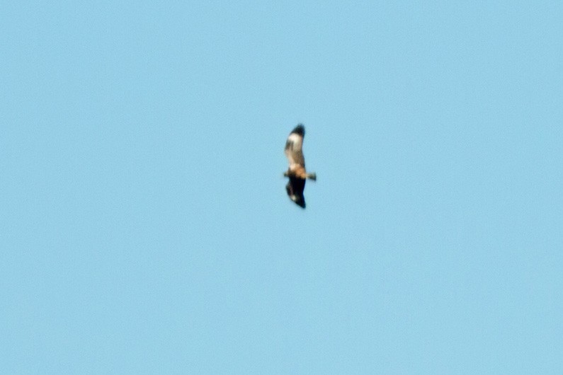 Black-breasted Kite - Dave Curtis