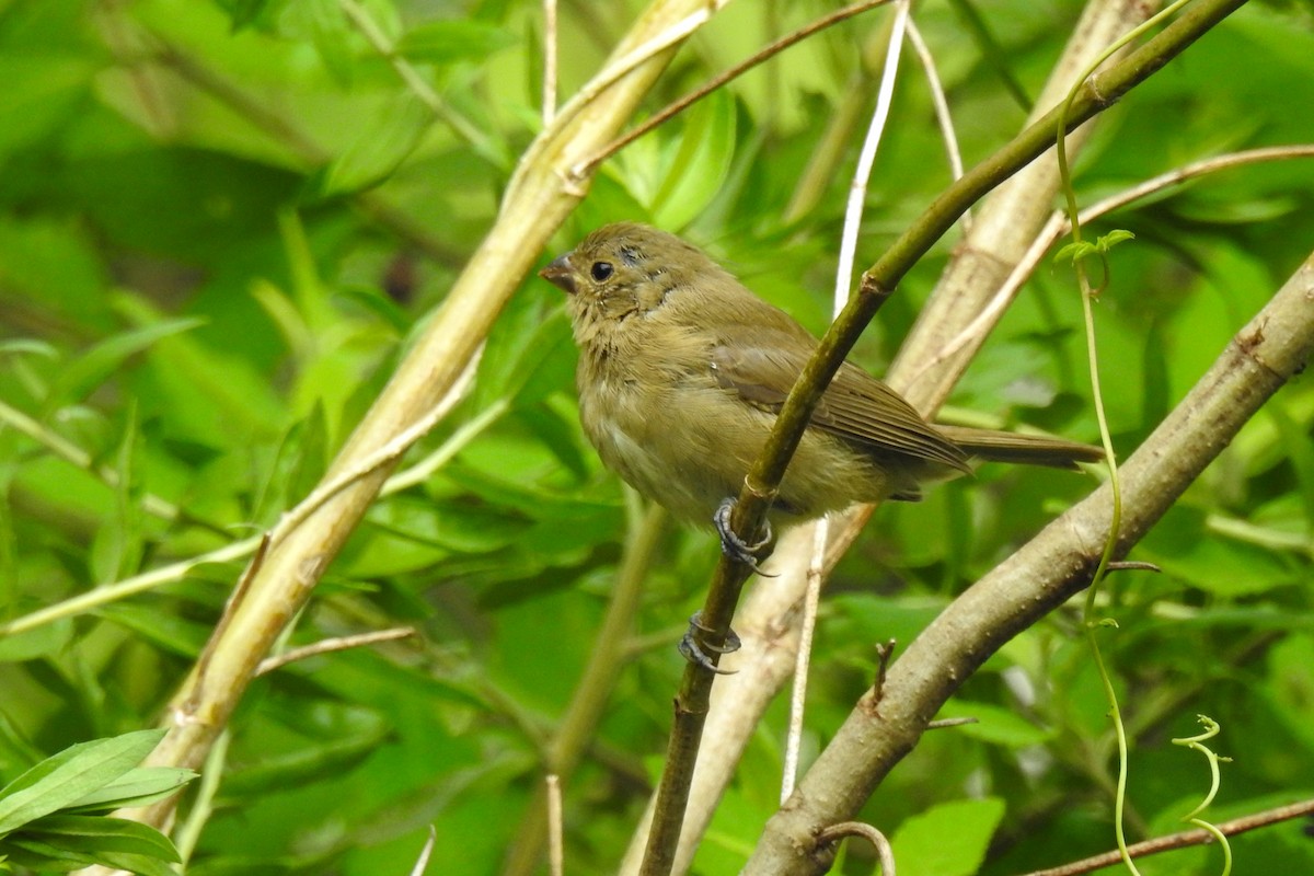 Double-collared Seedeater - ML618030030