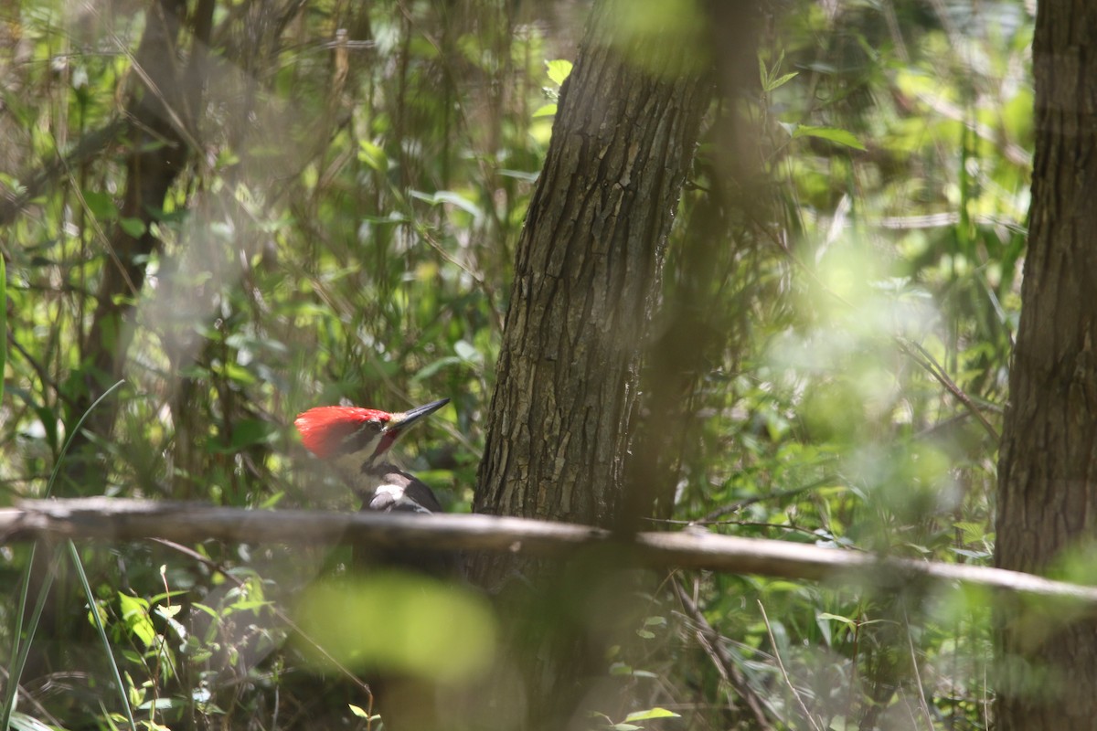 Pileated Woodpecker - ML618030106