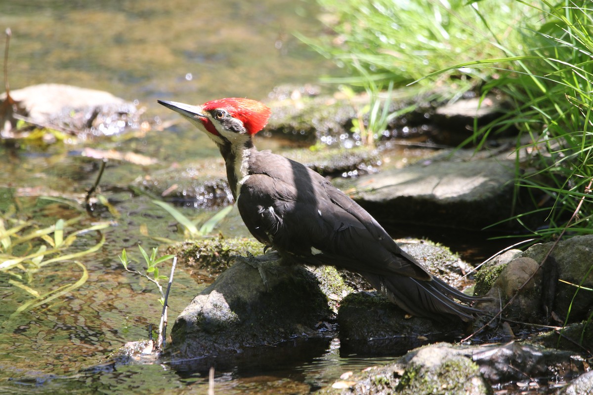Pileated Woodpecker - ML618030115