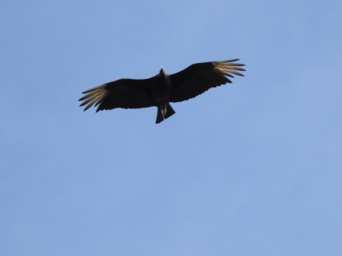 Black Vulture - ML618030116