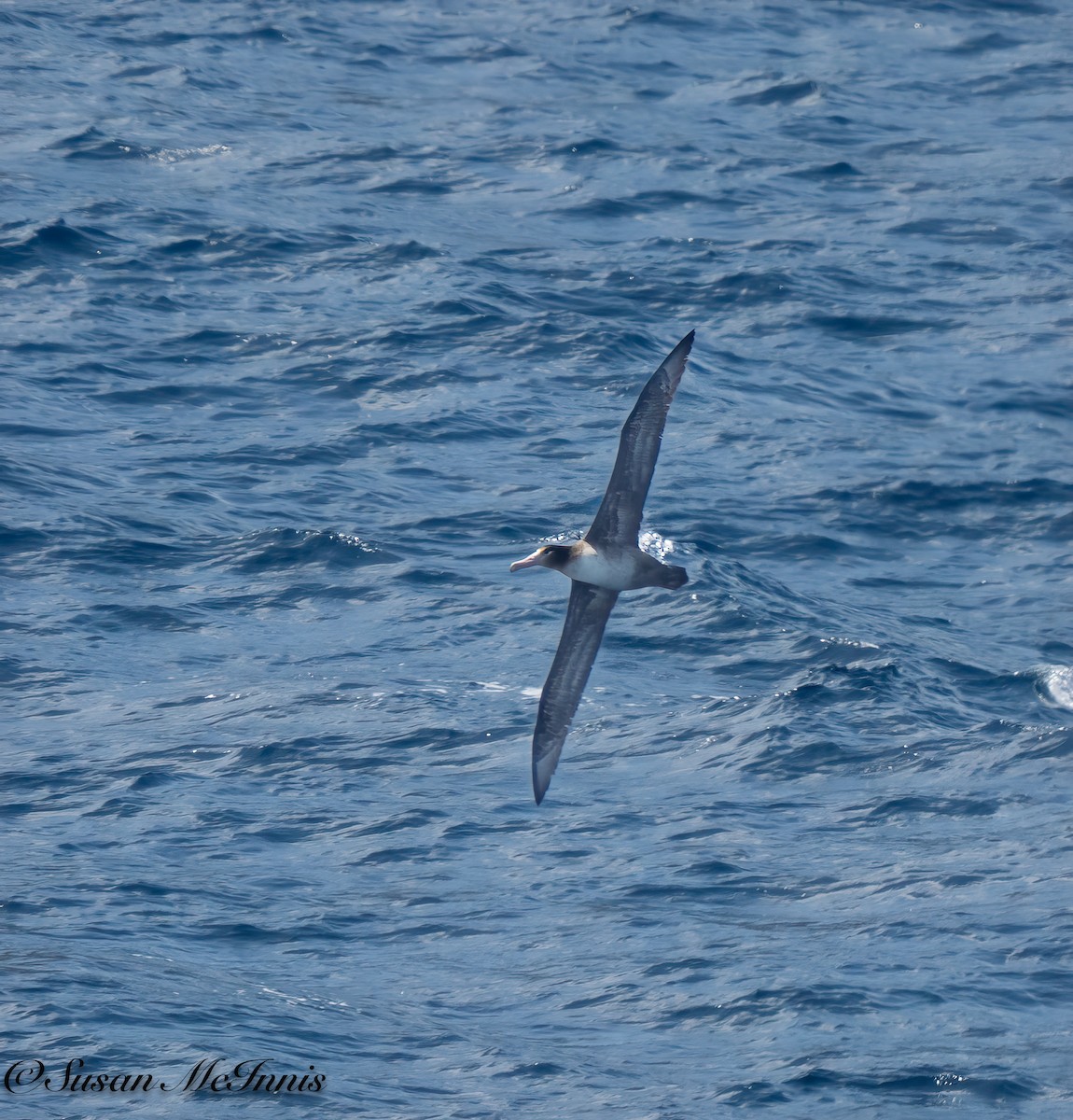 Albatros à queue courte - ML618030121