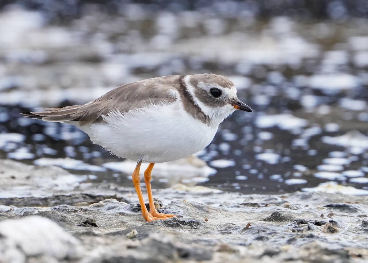 Common Ringed Plover - ML618030131