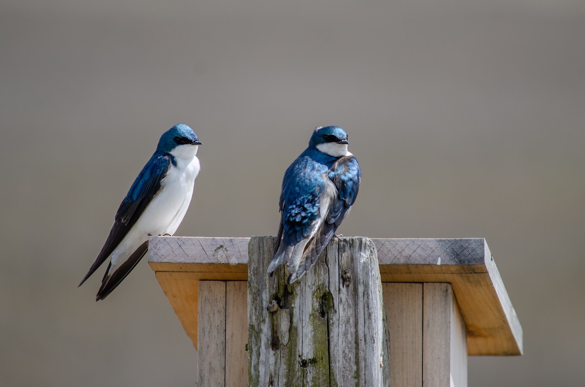 Tree Swallow - Alison Robey