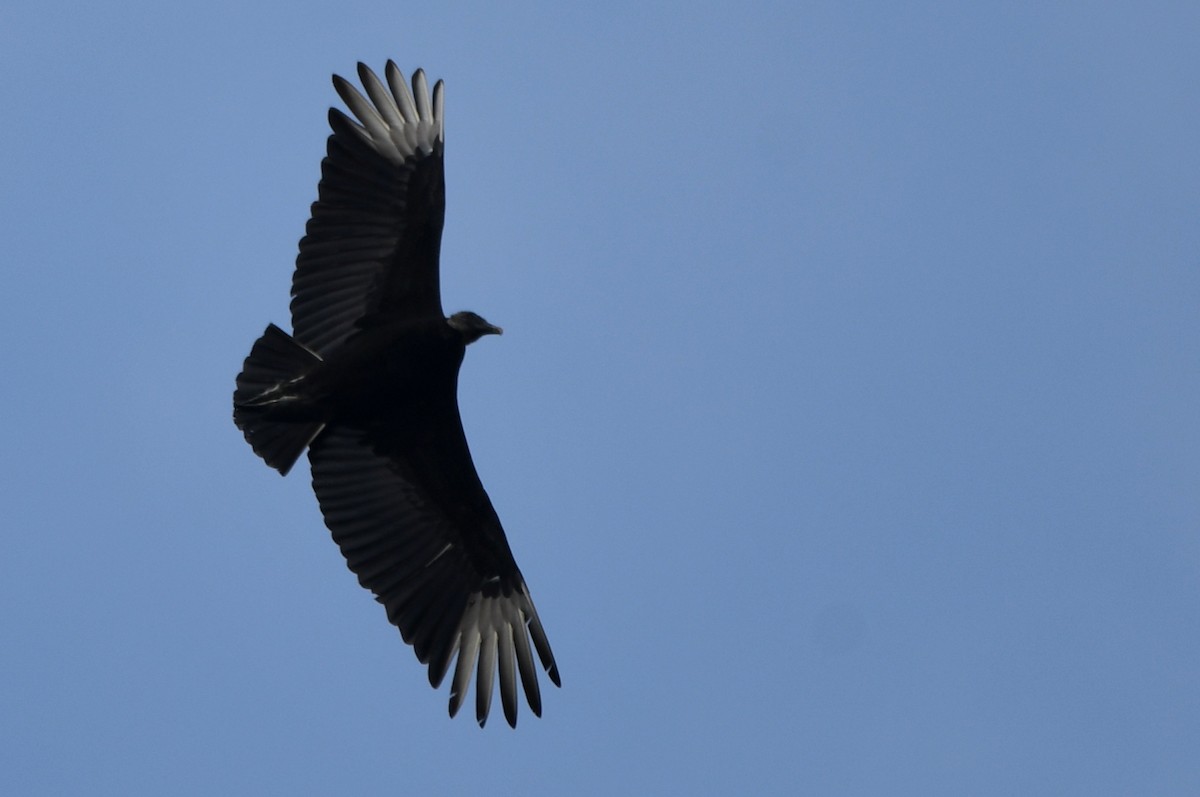 Black Vulture - ML618030134