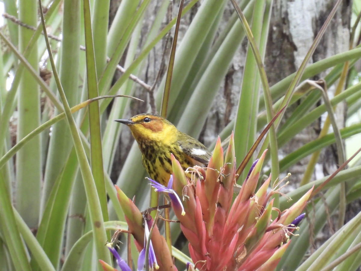 Cape May Warbler - ML618030145