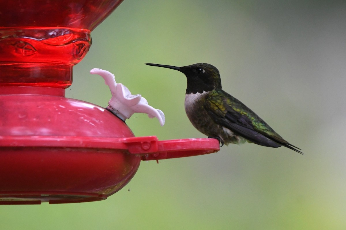 Ruby-throated Hummingbird - Kevin Smith