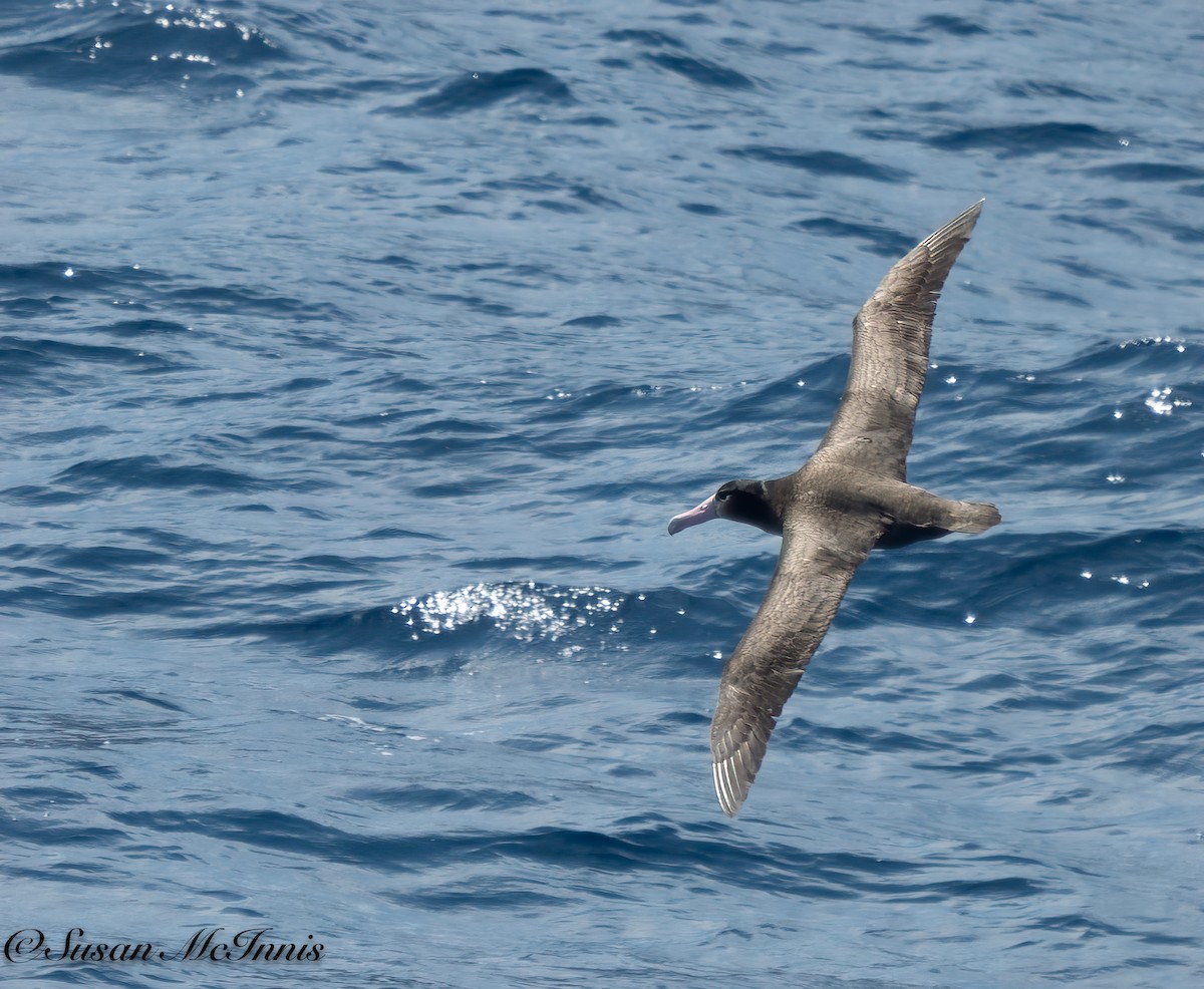 Short-tailed Albatross - Susan Mac