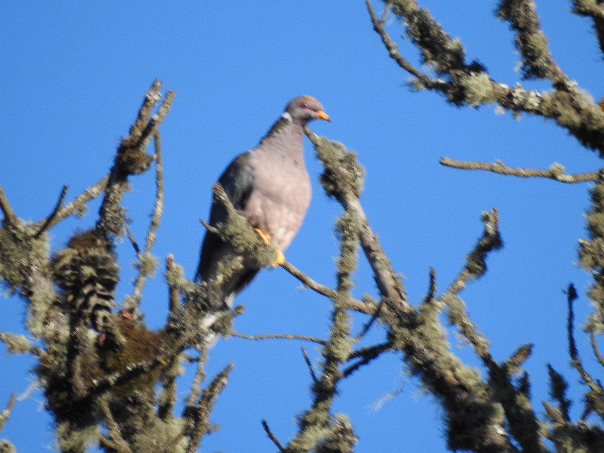 Band-tailed Pigeon - ML618030149