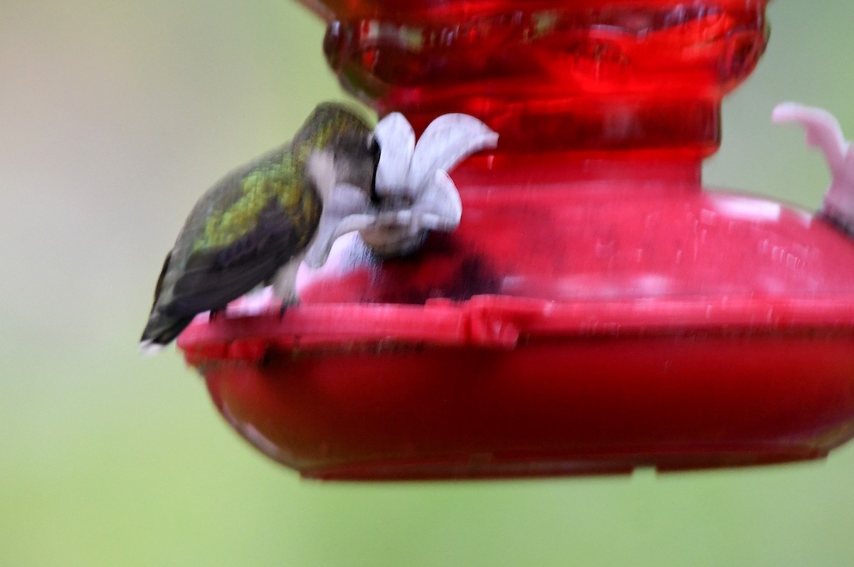 Ruby-throated Hummingbird - ML618030151