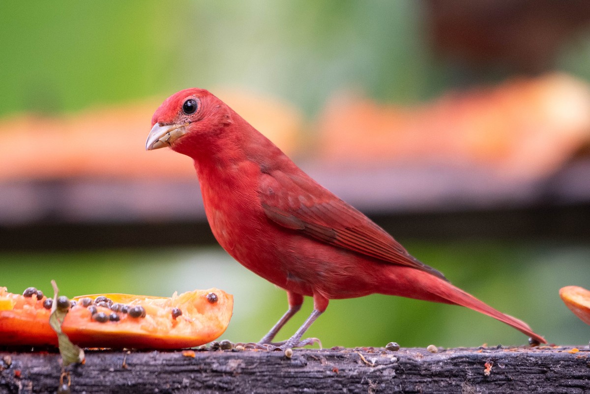 Summer Tanager - Andrea Heine