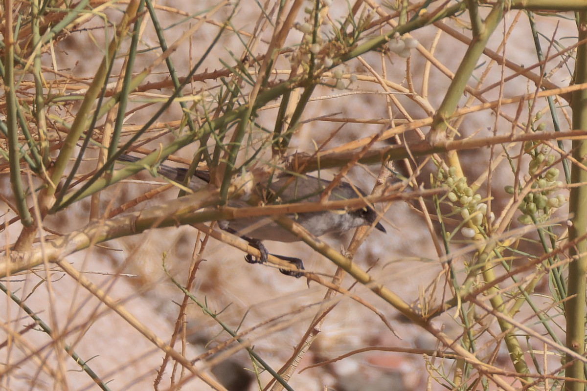 Eastern Orphean Warbler - ML618030205