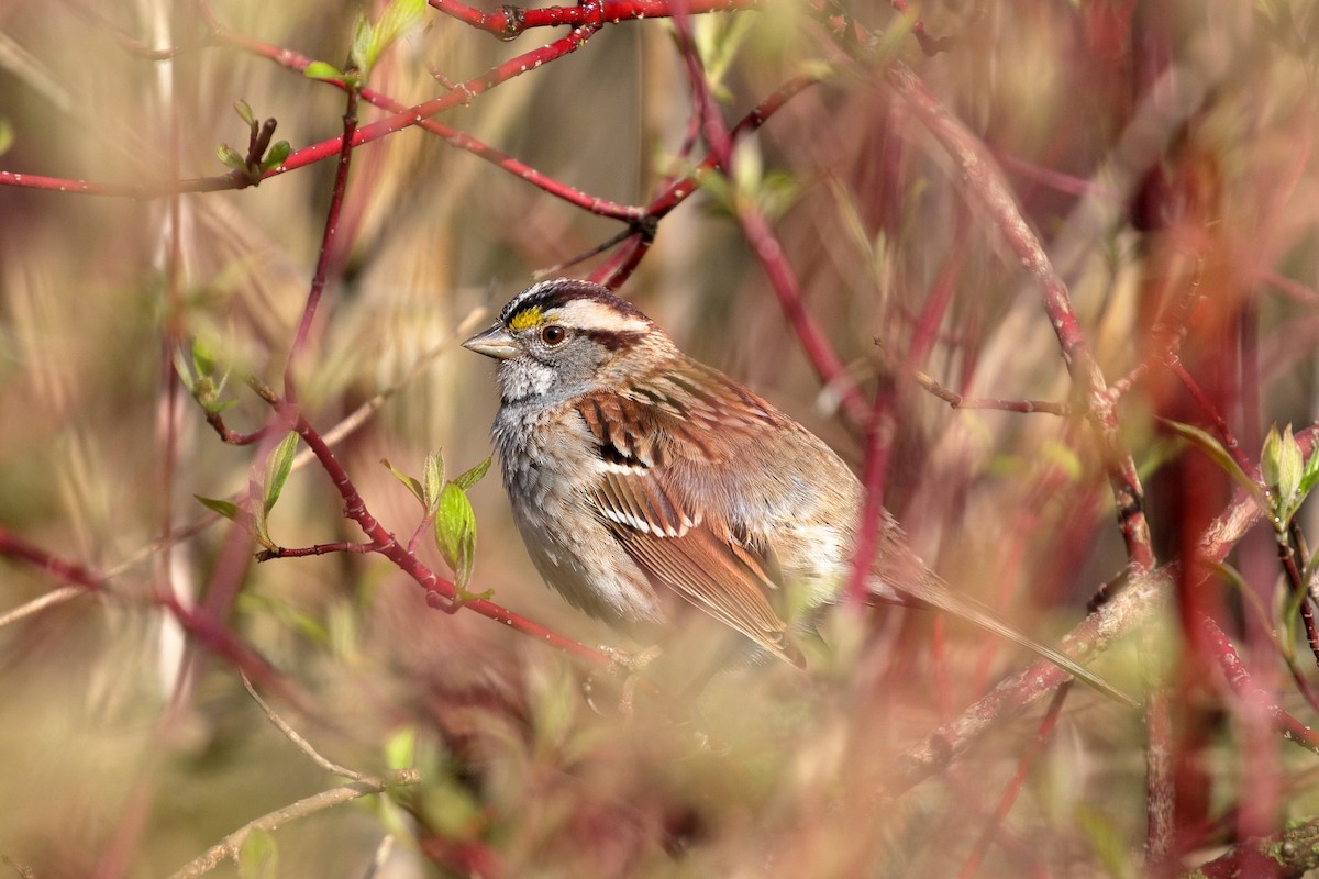 White-throated Sparrow - ML618030287