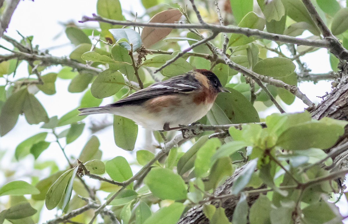 Bay-breasted Warbler - ML618030301