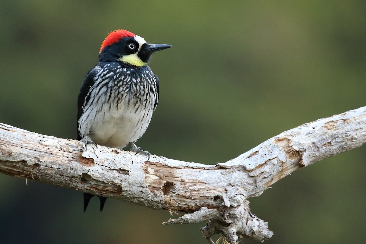 Acorn Woodpecker - Brian Gibbons