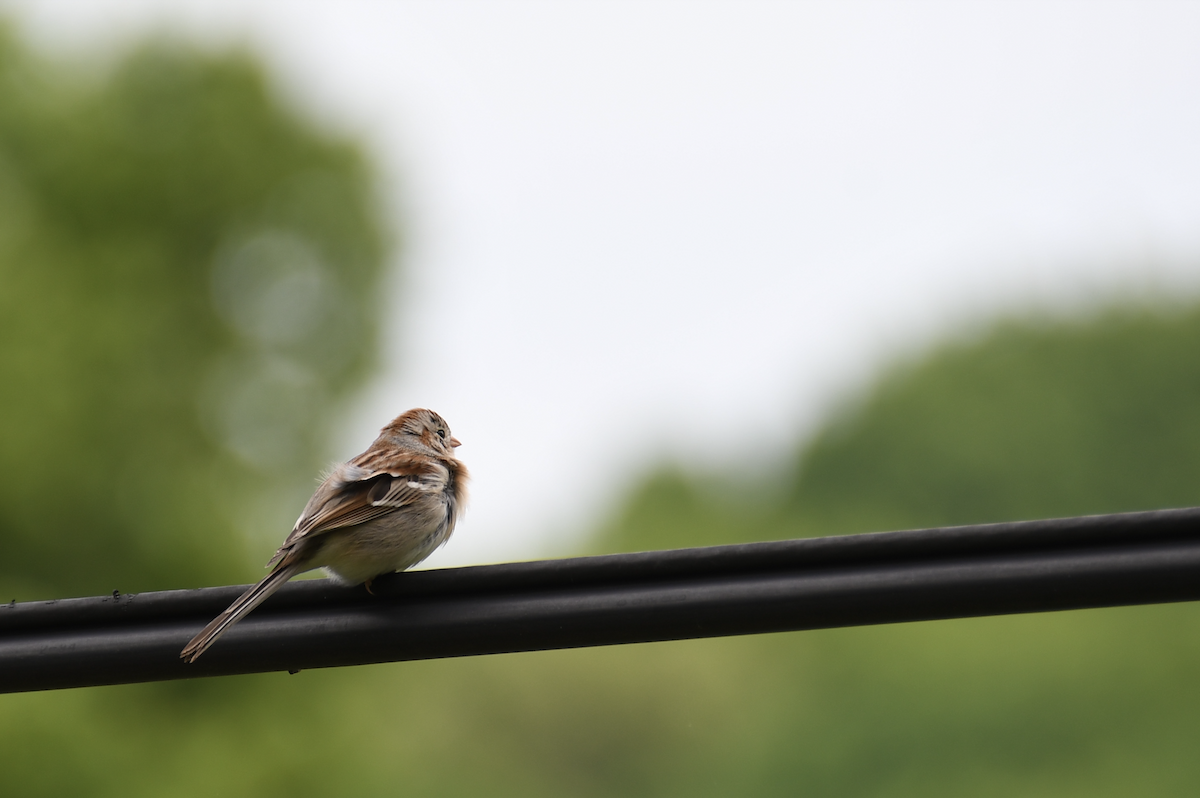 Field Sparrow - Brady Wilson