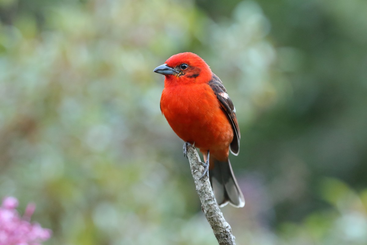 Flame-colored Tanager - Brian Gibbons