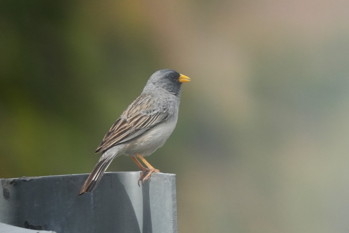 Band-tailed Sierra Finch - ML618030318